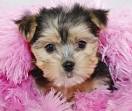 Morkie | GreatDogSite