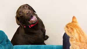 Spotting The Signs Of Dog Pregnancy Purina