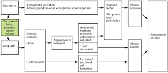 homeostatic regulation of the vascular system anatomy and