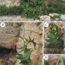 Image result for Sisymbrium burchellii