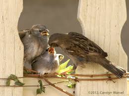 Baby Bird With Large Beak Pin By Robin Moffett On Tweet Tweet Mother Feeding Baby Mother Feeding Baby Bird