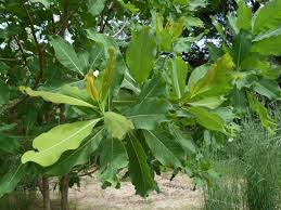 Image result for Terminalia macroptera