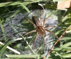 Currently, around 680 described spider species can be found in ohio. Funnel Weaver Spider Bugwoodwiki