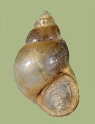 Image result for Behnia reticulata