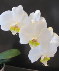 If you place your orchid in a pot that provides more room for growth, the roots will work to fill it, spending the plant's energy on this task rather than on producing. Repotting An Orchid A How To Guide My Orchid Diary