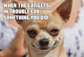 Maybe you would like to learn more about one of these? Funny Dog Memes That Are Sure To Make You Smile Reader S Digest