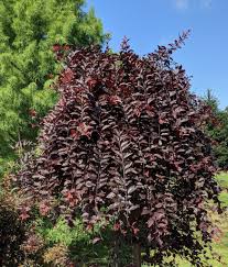 Image result for Prunus