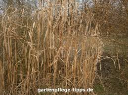 Bambus im heimischen garten sorgt für ein asiatisches flair und kann als natürlicher sichtschutz die pflege der asiatischen pflanze ist im vergleich mit anderen gartengewächsen sehr leicht, da sie. Unterscheidungsmerkmale Von Schilf Und Bambus Gartenpflege Tipps