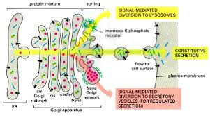 Animal cell function of golgi apparatus. What Is The Function Of The Golgi Complex Socratic