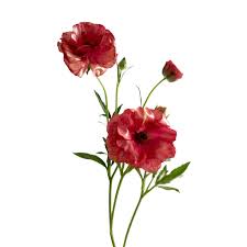 Image result for Ranunculus stagnalis