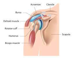 Jul 16, 2019 · in addition, the powerful pectoralis major muscles that adduct and flex the humerus at the shoulder attach to the anterior surface of the body of the sternum and manubrium. Shoulder Pain It May Be An Easy Fix
