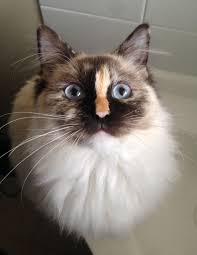 Himalayan/ragdoll raised in house since birth. Tortie Ragdoll Cats Seal Tortie Point Cat Ragdoll Kitten Breeds