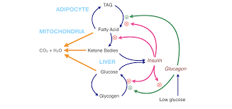 Indicated for use during radiologic examinations to temporarily inhibit movement of the in reported cases nme resolved with discontinuation of glucagon, and treatment with severe hypoglycemia requires the help of others to recover, instruct patient to inform those around them. Crossfit An Introduction To Metabolism