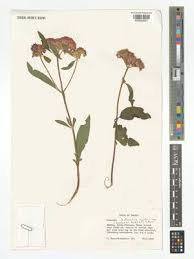 Image result for Bothriocline longipes