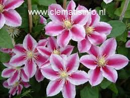 Клематис уандерфул / clematis wonderful (саженец в 2 л контейнере). Clematis Zoang Angela De Bloeimeesters