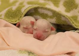 Ovulation occurs when the progesterone reaches 4 to 8 ng/dl. Caesarian C Section In A Dog
