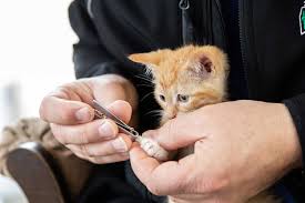 Once the cat is awake, walk away and wait for the cat to fall asleep again. Should You Trim Your Cat S Back Claws Thecatsite Articles