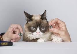 Huysuz Kedi Grumpy Cat Hayatini Kaybetti Ntv