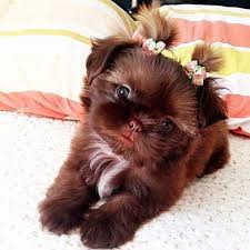 This is noticeable by about seven weeks old. Brown Shih Tzu Shih Tzu Daily