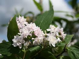 Image result for Deutzia hybrida Pink Pompon