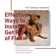 Serving those in and around zip codes 77030 and 77092. Pet Express Animal Hospital