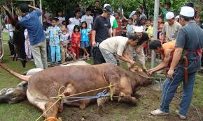 Baiknya kita mengikuti perintah jumhur atau mayoritas pendapat ulama. Panduan Qurban Ketentuan Pelaksanaannya Saat Idul Adha