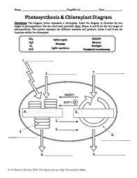 We did not find results for: Photosynthesis Chloroplast Diagram Labeling Worksheet By A Thom Ic Science