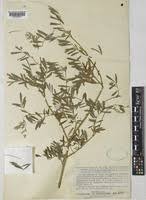 Image result for Indigofera rhytidocarpa