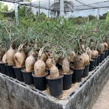 Image result for Monadenium spinulosum
