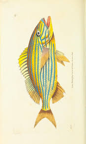 V 12 The Naturalist S Miscellany Or Coloured Figures Of Natural Objects Biodiversity Heritage Library Fish Illustration Fish Art Fauna Illustration