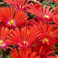 Image result for Delosperma mahonii