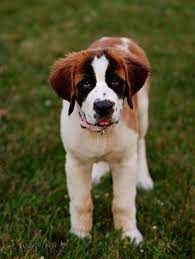 i can t believe she was ever this small st bernard dogs st bernard puppy dogs