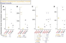 molecular parallelism in fast twitch muscle proteins in