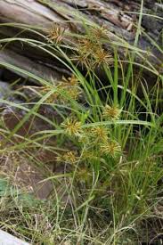 Image result for Cyperus costatus