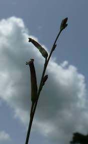 Image result for Schwenckia