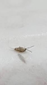 Bed Bug Near Windows - What You Need To Know