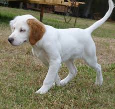 English setter puppies goes through a lot of behavior changes until they are one year old. English Setter Wikiwand