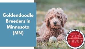 Goldendoodles are designer dogs, a hybrid resulting from breeding two purebred dogs. 30 Goldendoodle Breeders In Minnesota Mn Goldendoodle Puppies For Sale Animalfate
