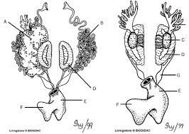 Frog Anatomy