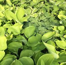 Below are some lists to help you in your journey to find just the right variety. Hosta Bumper Crop Mix Bare Root Hostas Fabulous Color For Shady Gardens Plants Ship Bareroot Daylily Nursery