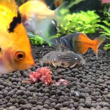 All Credit To My Aquarium Journey On Instagram As The Owner Of This Content Video Aquarium Fish Tropical Fish Aquarium Tropical Freshwater Fish