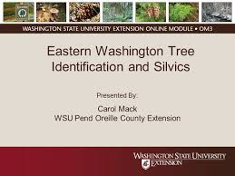 Whether you want to learn more about your local flora or identify one tree in particular, it can be difficult. Wsu Extension Publications Eastern Washington Tree Identification And Silvics Online Module