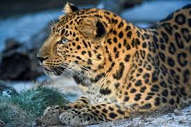 Sasha the Amur leopard is sitting...
