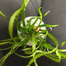 Image result for Tridentea marientalensis