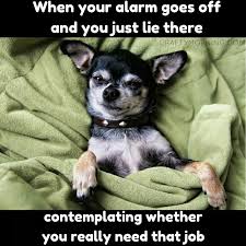 Bmw car alarm when the car is parked. Funny Dog Meme When Your Alarm Goes Off And You Just Lie There Contemplating Whether You Really Need That Chihuahua Funny Funny Dog Memes Funny Dog Pictures