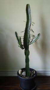 Image result for Euphorbia fortissima