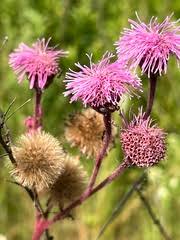 Image result for Calostephane divaricata