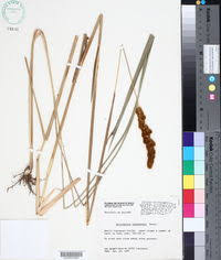 Image result for Eriochrysis