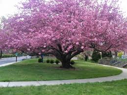Call big trees today in hillsboro to learn more! My Top 5 Trees The Cherry Blossom Tree Arvores Floridas Arvores Cerejeira
