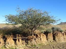 Image result for Acacia mellifera
